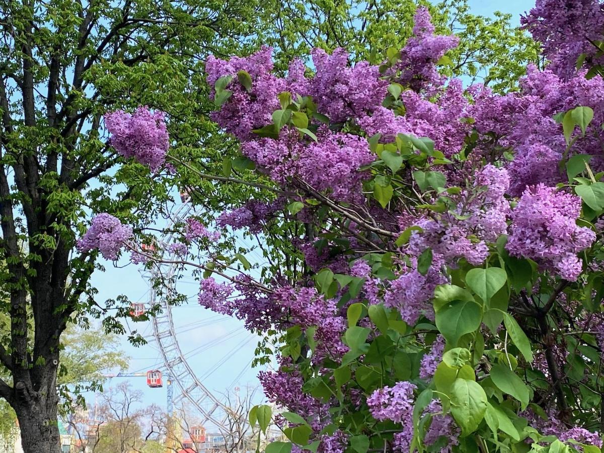 Magic Vienna Right Next To The Prater! Apartment Bagian luar foto